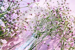 A bouquet of gypsophila in a bottle and sun rays of light on a pink background