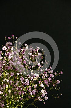 A bouquet of gypsophila on a dark background