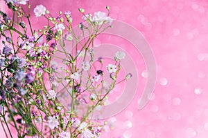 A bouquet of gypsophila on a pink background