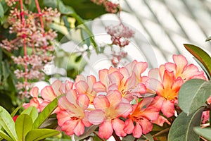 Bouquet of Hawaiian tropical pink flowers plumeria photo