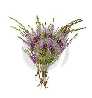 Bouquet of heather