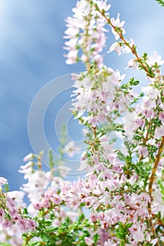 Bouquet of heather flowers