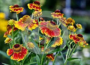 Bouquet of Helenium autumnale 'Salud' flowers set against bright green foliage photo