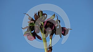 bouquet Helleborus orientalis flowers rotating in space