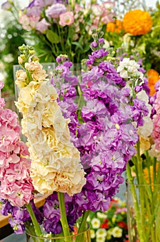 Bouquet of Hoary stock or matthiola incana flower