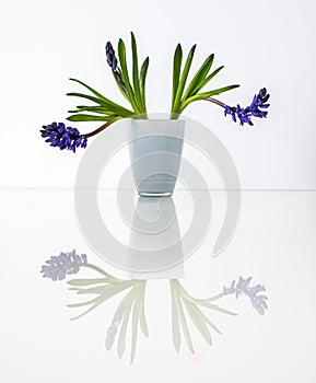 Bouquet of hyacinths on a white background with reflection