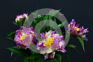 Bouquet hybrid pink peonies on a black background