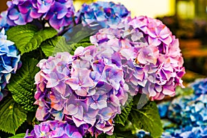 Bouquet of hydrangeas with gentle blurred background. Romantic floral photo with blooming flowers