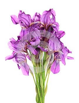 Bouquet irises.