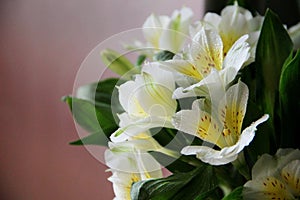 bouquet of irises, close-up. white iris flowers with yellow pestle