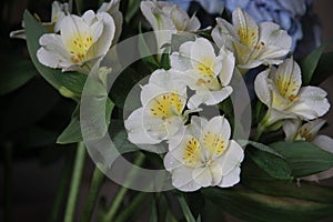 Bouquet of irises, close-up. white iris flowers with a yellow pestle, on a dark background