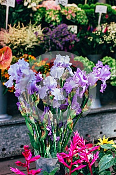 A bouquet of irises sold on the flower market