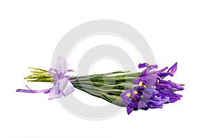 Bouquet of irises tied with lilac ribbon.