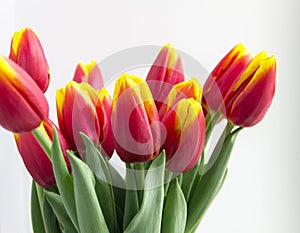 Bouquet red yellow tulips in vase