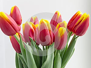 Bouquet isolated red yellow tulips in vase