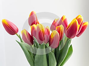 Bouquet isolated red yellow tulips in vase