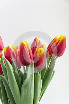 Bouquet isolated red yellow tulips in vase