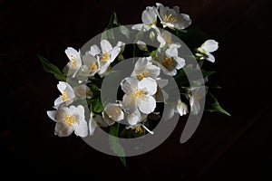 Bouquet of jasmine flowers on a black background. Photo of flowers.