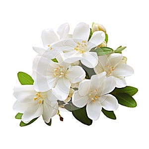 Bouquet of jasmine flowers isolated on white background