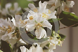 A bouquet of Jasmine flowers is on the windowsill