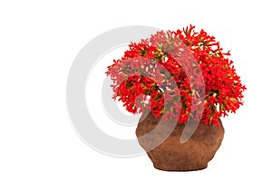 A bouquet of Kalanchoe flowers in a clay pot