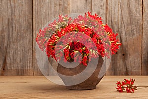 A bouquet of Kalanchoe flowers in a clay pot