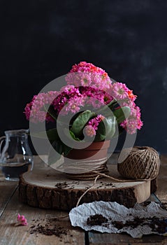 Bouquet of Kalanchoe in a jug on the table on the wooden background