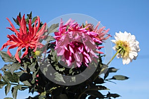 a bouquet of large dahlia flowers in the garden against the blue sky