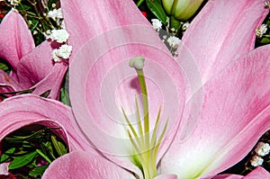 Bouquet of large Lilies .Lilium, belonging to the Liliaceae. Blooming pink tender Lily flower .Pink Stargazer Lily