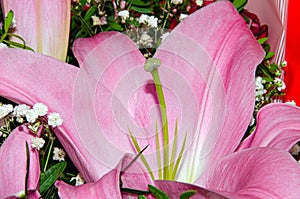 Bouquet of large Lilies .Lilium, belonging to the Liliaceae. Blooming pink tender Lily flower .Pink Stargazer Lily