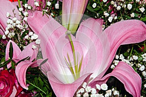 Bouquet of large Lilies .Lilium, belonging to the Liliaceae. Blooming pink tender Lily flower .Pink Stargazer Lily