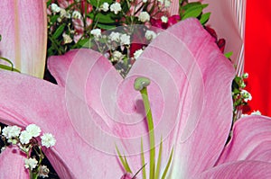 Bouquet of large Lilies .Lilium, belonging to the Liliaceae. Blooming pink tender Lily flower .Pink Stargazer Lily