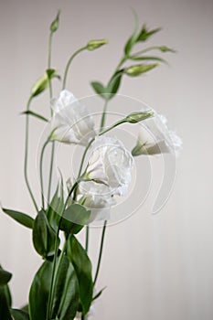 A bouquet of large white Lisianthus flowers - a White rose on a white background