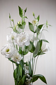 A bouquet of large white Lisianthus flowers - a White rose on a white background