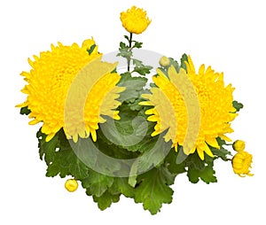 Bouquet of large yellow chrysanthemum