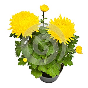 Bouquet of large yellow chrysanthemum