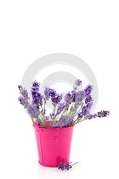 Bouquet Lavender