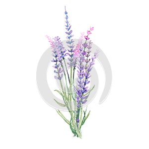 Bouquet of lavender