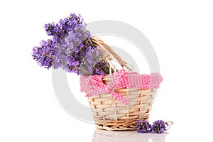 Bouquet Lavender in basket