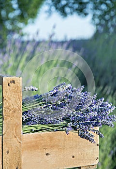 Bouquet of lavender flowers