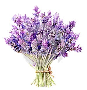 Bouquet of lavender flowers hand drawn watercolor illustration isolated on white background