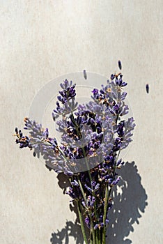 Bouquet of lavender flowers on a light background