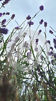Bouquet of lavender flowers resting in grass