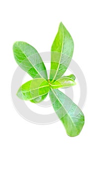 Bouquet of leaves, close-up of adenium. Bouquet of fresh green leaf. Multiple leaves. Small inflorescence