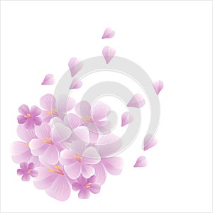 Bouquet of light Purple Violet flowers and petals flying isolated on White background. Apple-tree flowers. Cherry blossom. Vector