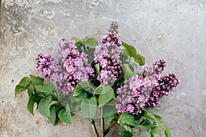 Bouquet of lilac