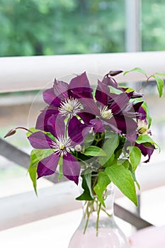 A bouquet of lilac clematis flowers in a glass vase