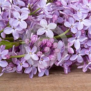 Bouquet of lilac flowers