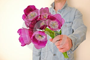 A bouquet of lilac tulips in men& x27;s hands. A man gives flowers.