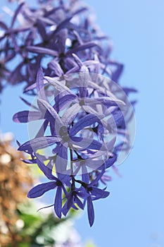 Bouquet of lilac violet flower